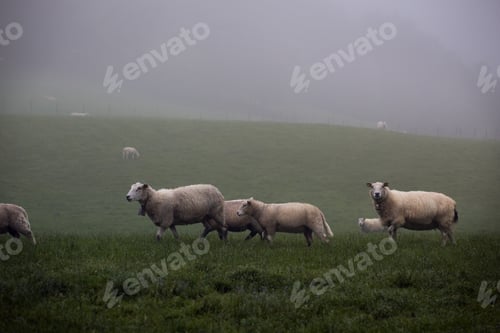 Preview: Sheep in pasture