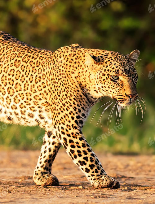 Preview: A Best wildlife sanctuary in the world