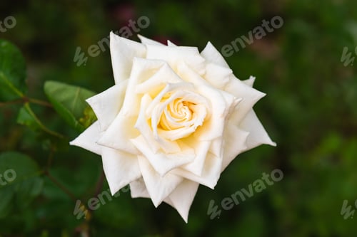 Preview: Yellow rose in the garden