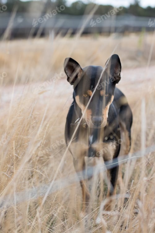 Preview: Farm dog