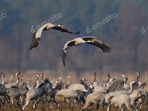 Preview: Common crane (Grus grus)