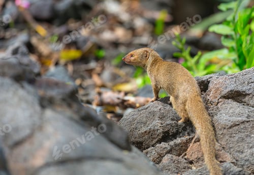 Preview: Mongoose