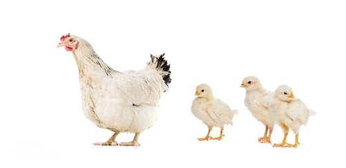 Preview: three chickens and hen isolated on white