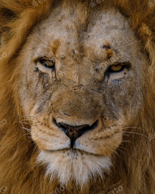 Preview: African Lions during safari game drive in Kruger National park South Africa