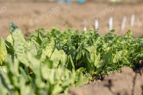 Preview: Fresh leaf lettuce with green leaves in garden. Vegetables salad. Organic raw health food.