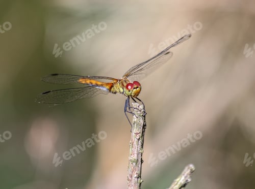Preview: Dragonfly on a pine tree stick