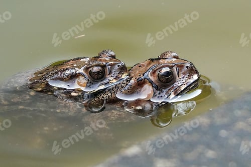 Preview: Closeup shot of two small brown frogs swimming in a pond together