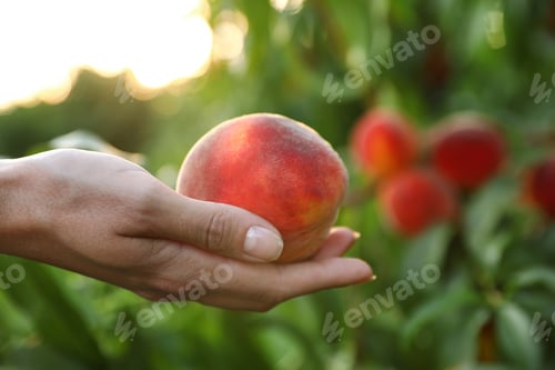 Preview: Woman holding fresh ripe peach in garden, closeup view