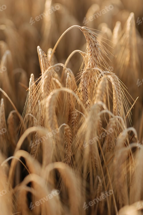 Preview: Close-up photo of ripe wheat fields. Farm harvest season.