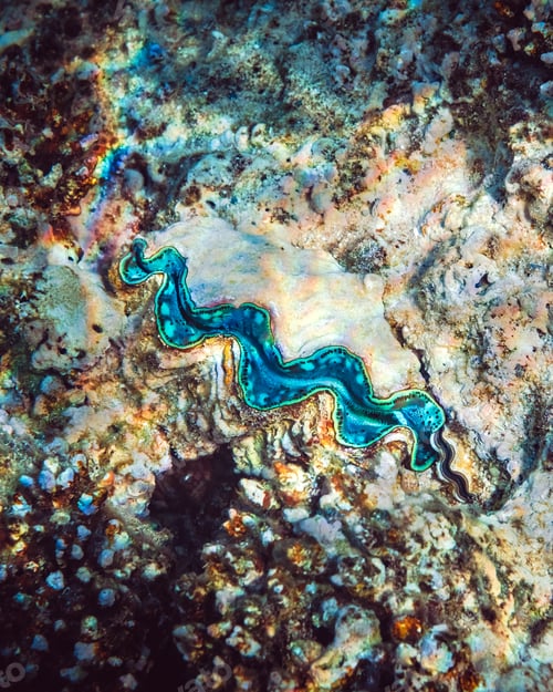 Preview: Fluted giant clam in the tropical coral reef