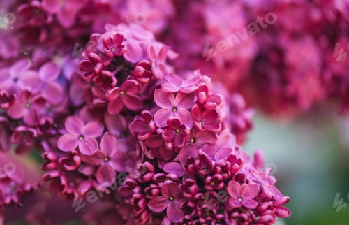 Preview: Beautiful lilac flowers background. Spring blossom.