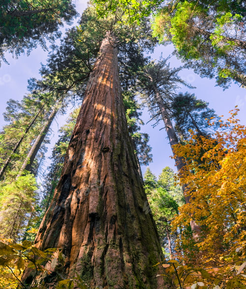 Preview: Looking up along the trunk of a Sequoia tree
