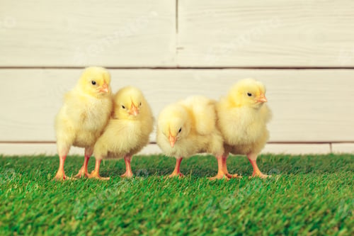 Preview: Little chicken on the grass