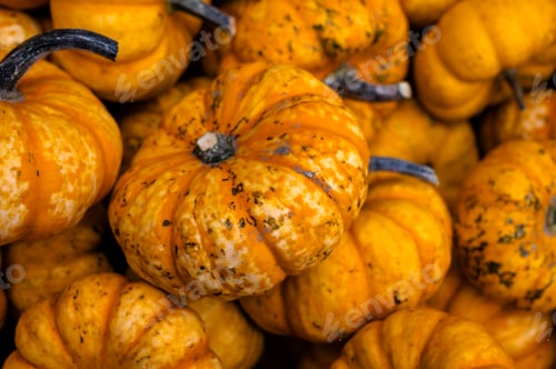 Preview: Close-up pile of pumpkins Fresh orange pumpkins stacked tightly