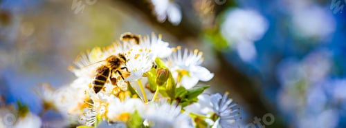 Preview: Close-up photo of a Honey Bee gathering nectar and spreading pollen on white flowers of white cherry