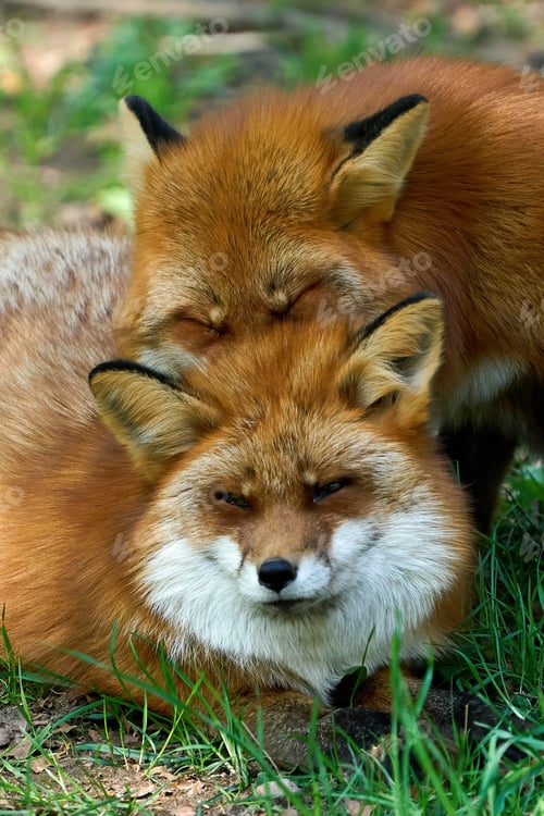 Zorro rojo (Vulpes vulpes)