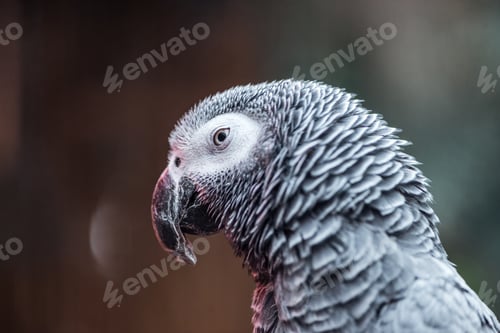 Preview: close up view of vivid grey fluffy parrot