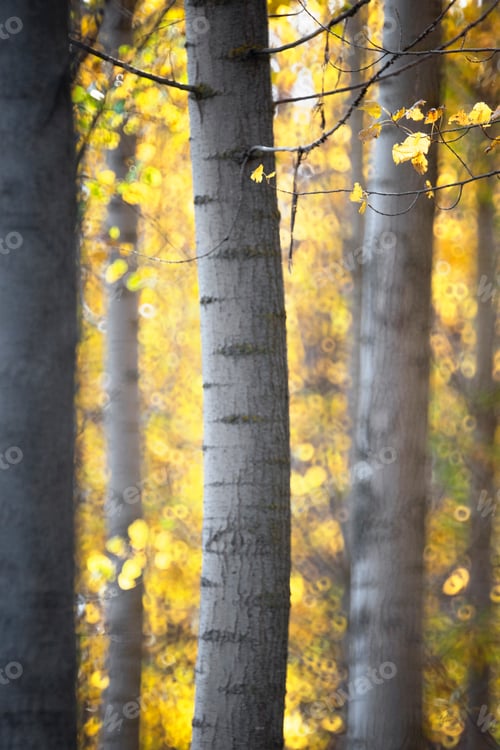 Preview: Blurred trees in green forest