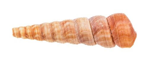 Preview: shell of turritella mollusk isolated on white