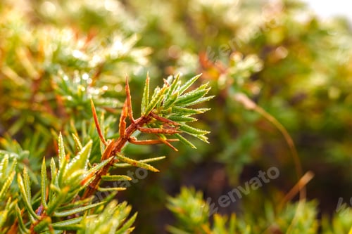 Preview: Detail of dew drops on the buds of the branches of a tree.