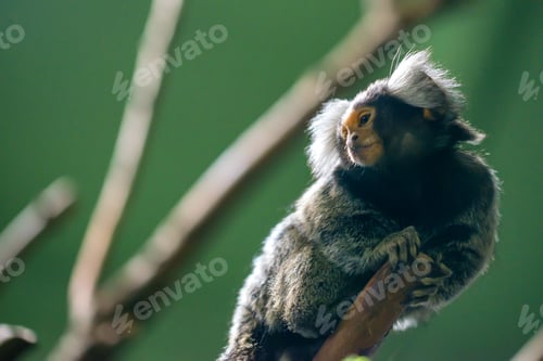 Preview: Common marmoset or Callithrix jacchus