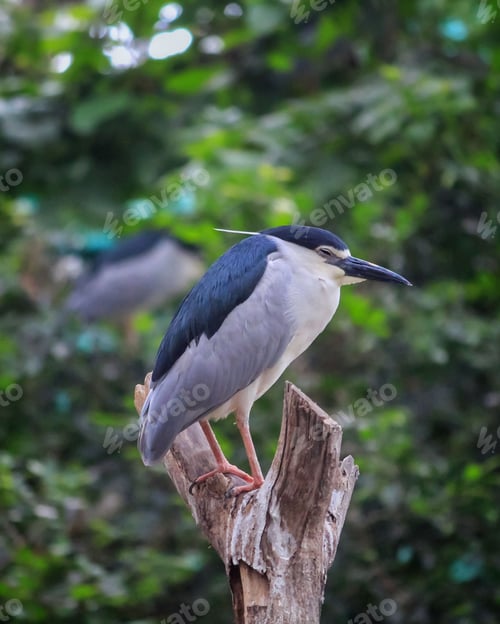 Preview: Nycticorax caledonicus on branch in a lush tropical park setting