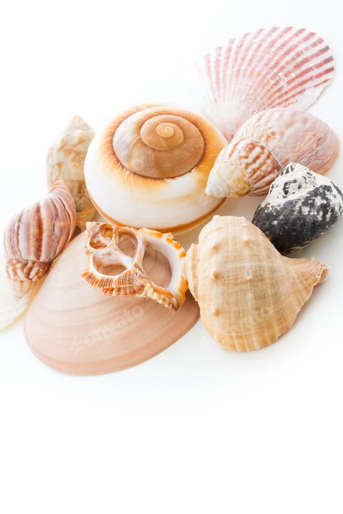 Preview: Sea shells