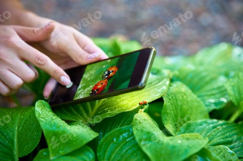 Preview: Young woman taking photo of ladybugs on a green leaf with smart phone