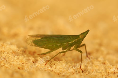 Preview: Closeup on the odd European green lantern fly, Dictyophara europaea sitting on wood