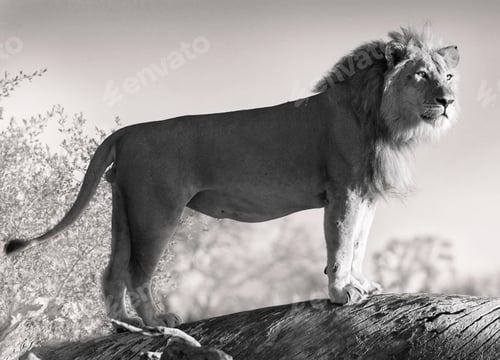 Preview: A Beautiful wildlife in the World