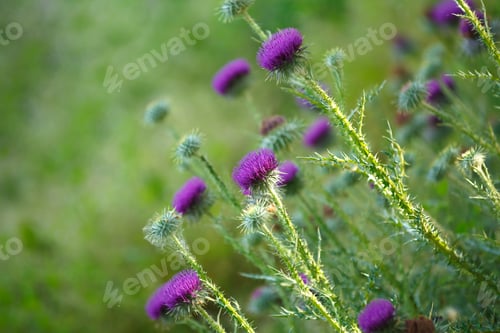 Preview: Purple wild flowers on the field