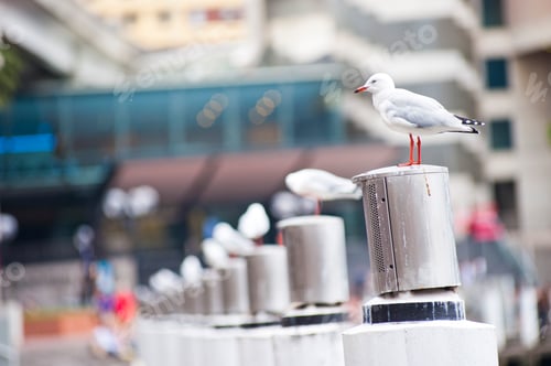 Preview: Seagulls at Circular Quay, Sydney, Australia
