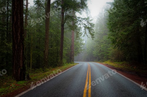 Preview: Beautiful view of the empty road surrounded by green trees. Anacortes, Washington, USA.