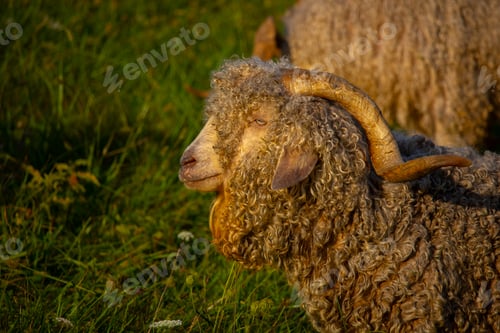 Preview: Angora goats grazing in the field