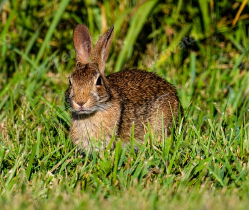 Preview: Eastern cottontail rabbit basking on green grass in bright sunlight