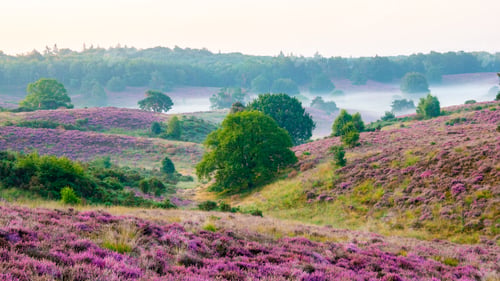 Preview: Blooming Heather fields, purple pink heather in bloom, blooming heater in the Netherlands