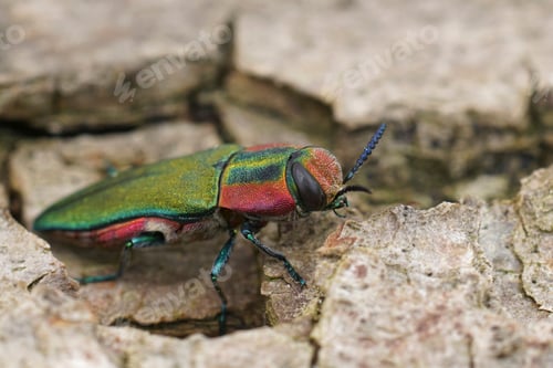 Preview: Detailed closeup on a colorful green and red metallic jewel beetle, Anthaxia hungarica