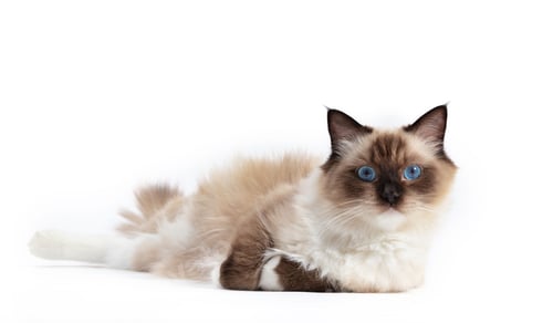 Preview: Ragdoll cat, small kitten portrait on white background