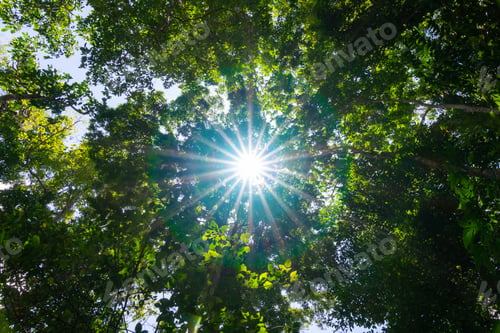 Preview: Nature tree and sunlight in the sky