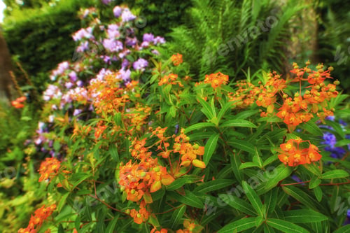 Preview: My garden