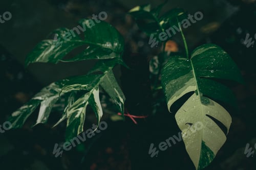 Preview: green plant with nature leaf, tree and environmental background in eco concept
