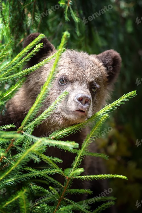 Preview: Cub of brown bear in the forest