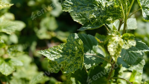 Preview: Currant leaves damaged by fungal diseases or insect pests.