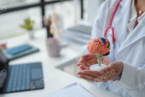 Preview: Doctor holding anatomical model of human brain for neurological exam