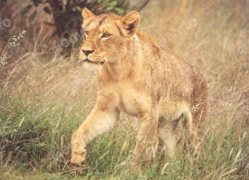Preview: Lioness in Kruger National Park