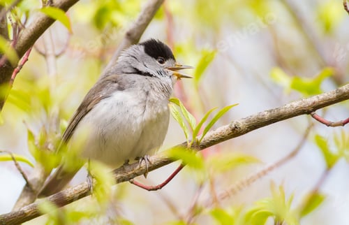 Preview: Blackcap, Sylvia atricapilla. Morning in the forest, a male bird sits on a tree branch and sings