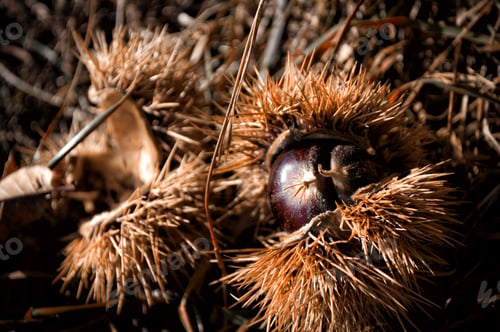 Preview: Hedgehog of chestnuts