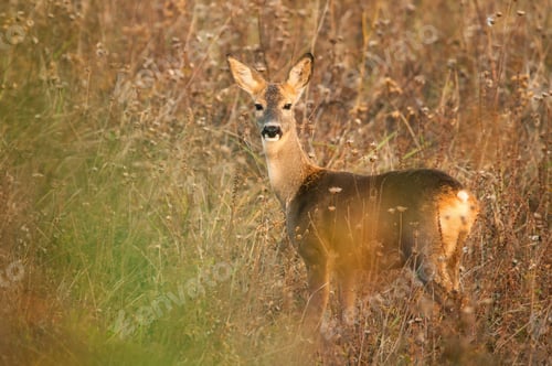 Preview: Roe deer standing on meadow