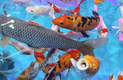 Preview: Flat lay koi fishes