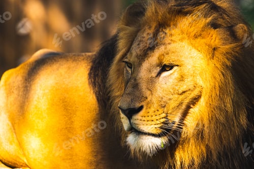 Preview: Lion male in zoo Austria Styria Herberstein tourist destination autumn time